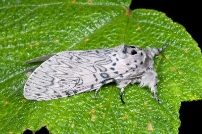 Cerura erminea formosana 雄蟲
