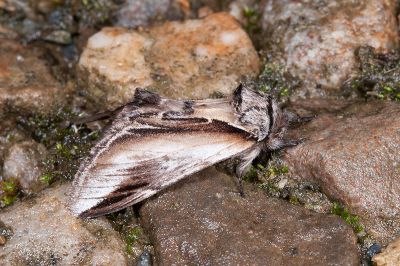 台劍舟蛾 Pheosia rimosa taiwanognoma 雄蟲