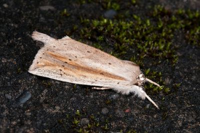單排黃舟蛾 Besaia sordida 雄蟲