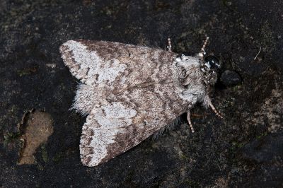 藕色新林舟蛾 Neodrymonia comes 雄蟲