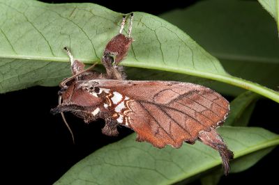 碎金斑舟蛾 Spatalia dives 雄蟲