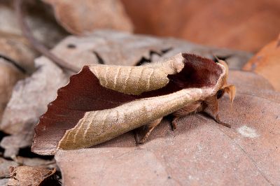 雙色美舟蛾 Uropyia meticulodina 雄蟲