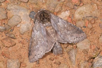 霧迴舟蛾 Disparia diluta variegata 雄蟲