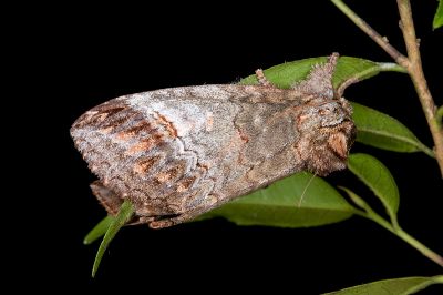 褐綠間翅舟蛾 Methodioptera bruno 雌蟲