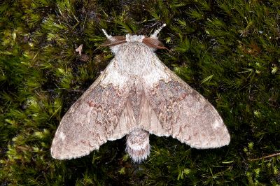 臺蟻舟蛾 Stauropus teikichiana teikichiana 雄蟲