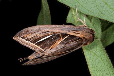細銀斑舟蛾 Tarsolepis fulgurifera 雄蟲