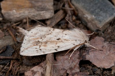 並點黃舟蛾 Besaia nebulosa 雄蟲