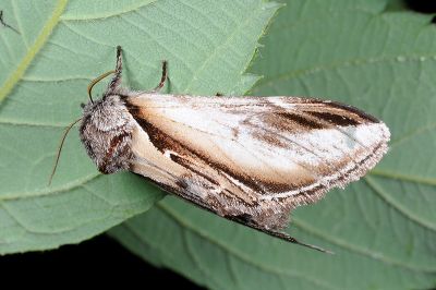 台劍舟蛾 Pheosia rimosa taiwanognoma 雌蟲