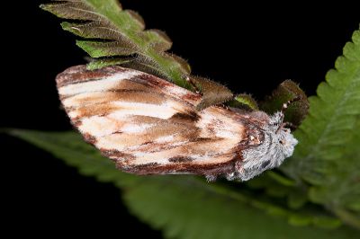 雲舟蛾 Neopheosia fasciata fasciata 雄蟲