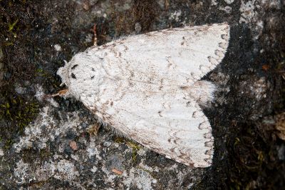 銀擬紛舟蛾 Pseudofentonia argentifera argentifera 雄蟲