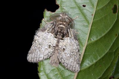 基黑胯舟蛾 Syntypistis nigribasalis nigribasalis 雄蟲