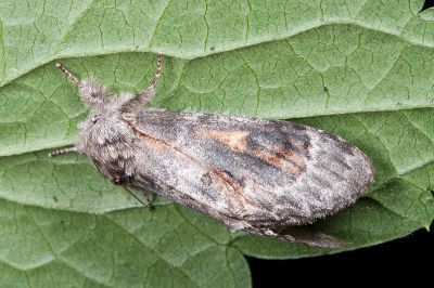 鋸紛舟蛾 Fentonia ocypete crenulata 雄蟲