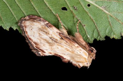 皮靄舟蛾 Hupodonta corticalis 雄蟲