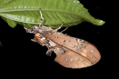 錦舟蛾 Ginshachia elongata 雌蟲