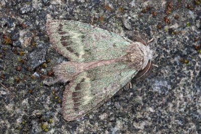 青苔胯舟蛾 Syntypistis cyanea cyanea 雄蟲
