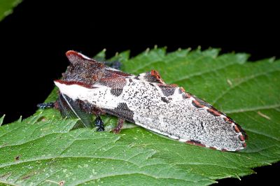鹿枝背舟蛾 Harpyia formosicola 雄蟲