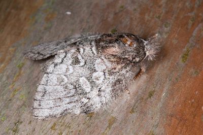 基黑胯舟蛾 Syntypistis nigribasalis nigribasalis 雌蟲