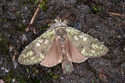 綠胯舟蛾 Syntypistis viridipicta 雄蟲