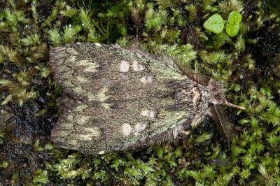 綠胯舟蛾 Syntypistis viridipicta 雄蟲