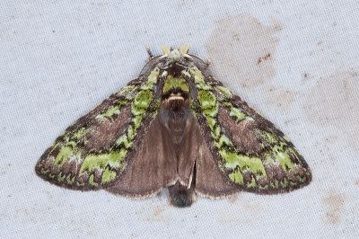 瑟舟蛾 Somera viridifusca viridifusca 雄蟲