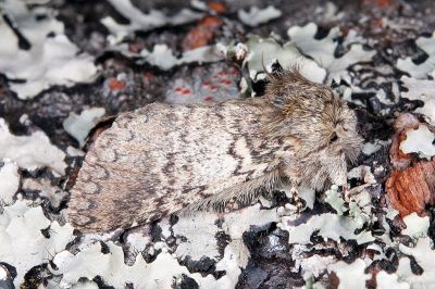 高山迴舟蛾 Disparia nigrofasciata 雄蟲