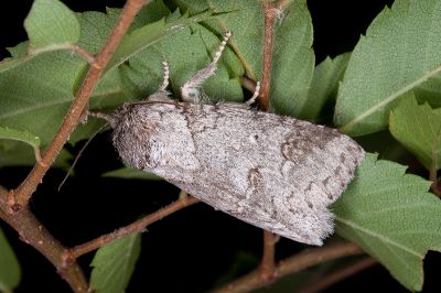 銳齒新林舟蛾 Neodrymonia acuminata 雌蟲