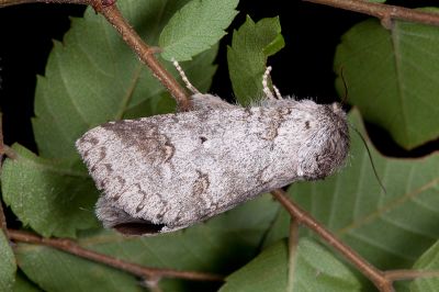 銳齒新林舟蛾 Neodrymonia acuminata 雌蟲
