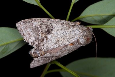 間掌舟蛾 Mesophalera sigmata 雌蟲