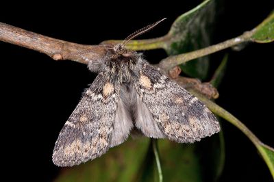 臺灣霧舟蛾 Nephodonta taiwanensis 雄蟲