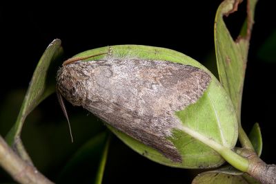 霧迴舟蛾 Disparia diluta variegata 雄蟲