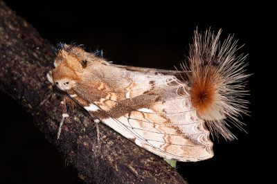 著蕊尾舟蛾 Dudusa nobilis 雄蟲