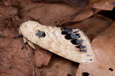 蘋掌舟蛾 Phalera flavescens flavescens 雄蟲