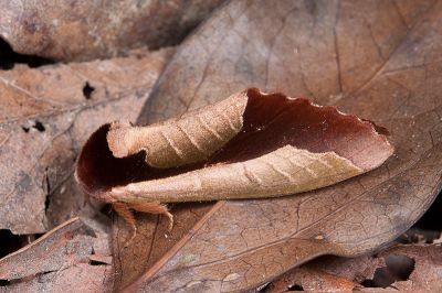 雙色美舟蛾 Uropyia meticulodina 雄蟲