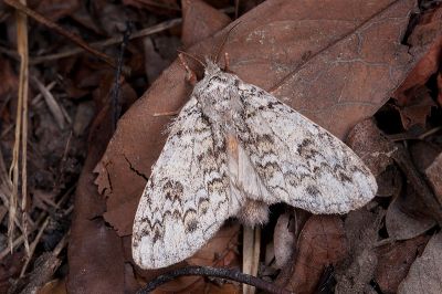 明胯舟蛾 Syntypistis perdix perdix 雌蟲
