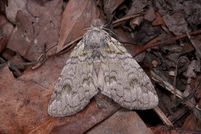 齒紋胯舟蛾 Syntypistis umbrosa 雌蟲