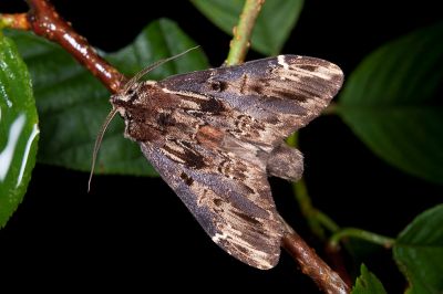 黯翅白頸異齒舟蛾 Hexafrenum leucodera yamamotoi 雄蟲