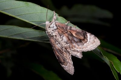 眉原紛舟蛾 Fentonia baibarana 雌蟲