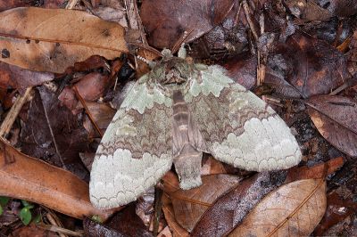 梭舟蛾 Netria multispinae multispinae 雌蟲