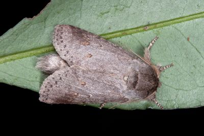 緣紋新林舟蛾 Neodrymonia marginalis 雄蟲