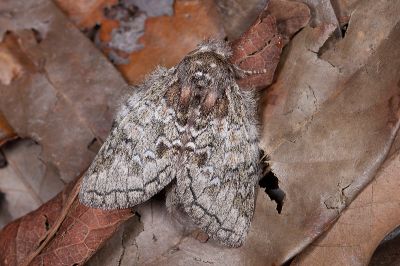 基黑胯舟蛾 Syntypistis nigribasalis nigribasalis 雌蟲