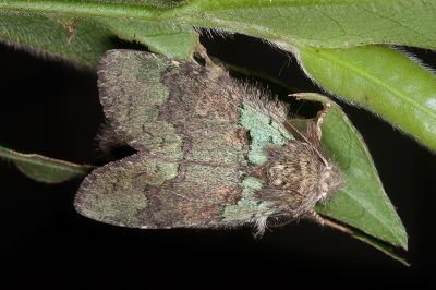 線胯舟蛾 Syntypistis lineata 雄蟲
