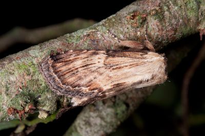 木靄舟蛾 Hupodonta lignea 雄蟲