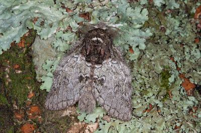 基黑胯舟蛾 Syntypistis nigribasalis nigribasalis 雄蟲