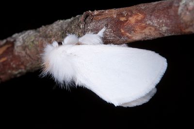 白雪舟蛾 Gazalina purificata 雄蟲