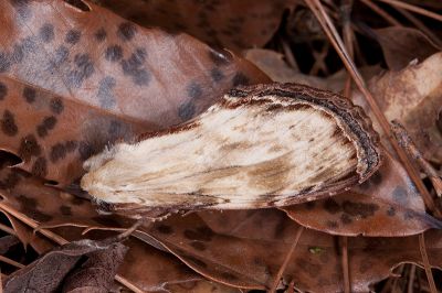 皮靄舟蛾 Hupodonta corticalis 雌蟲