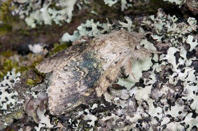 錫金蟻舟蛾 Stauropus sikkimensis lushanus 雄蟲