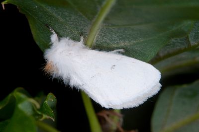 白雪舟蛾 Gazalina purificata 雄蟲