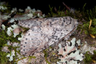 波斑迴舟蛾 Disparia maculata 雄蟲