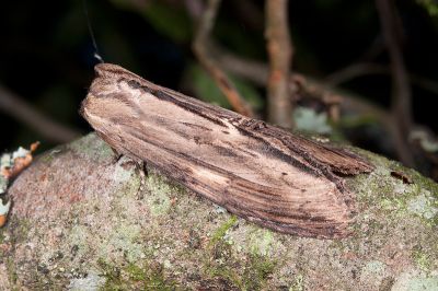帶紋峭舟蛾 Rachia striata 雄蟲