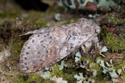 波斑迴舟蛾 Disparia maculata 雌蟲